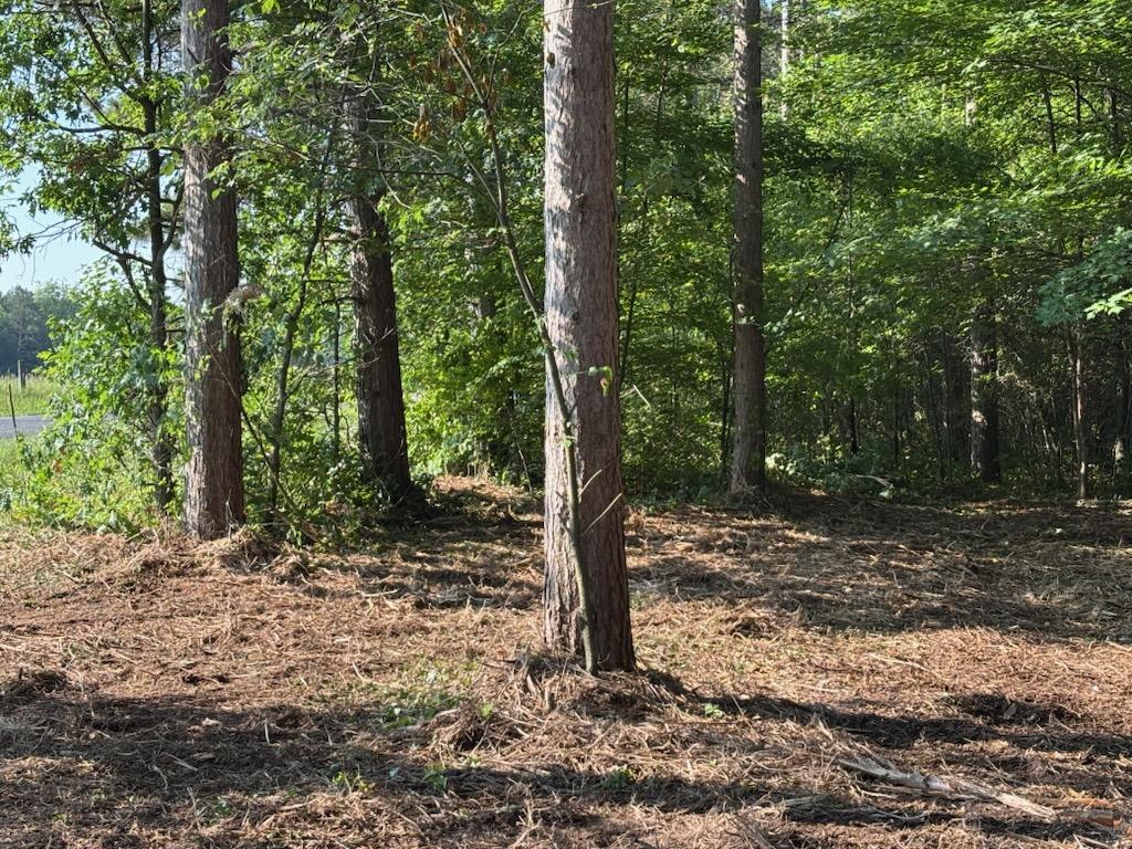 Prior to our work, there was a high amount of brush and invasive growth that made it difficult to see into the pine plantation.