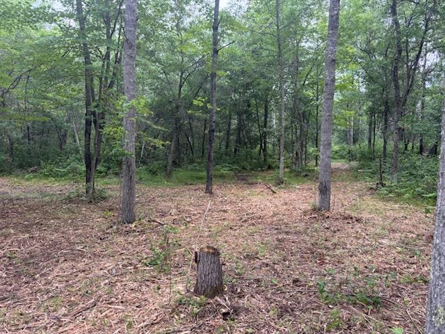 Before we started, you could not see the back of the property.  It was covered with growth and debris.
