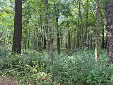 This property was absolutely covered with buckthorn before we started work.