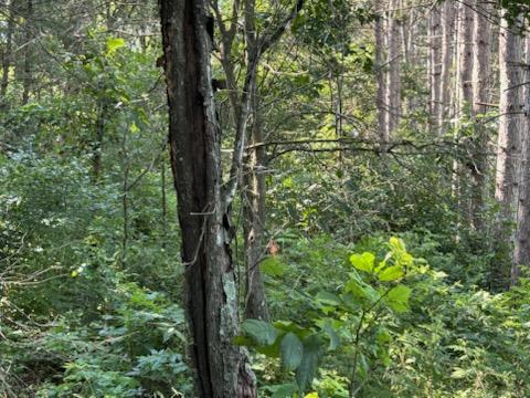 The area was very thick before we started.  You could not walk through it, let alone install a fence!