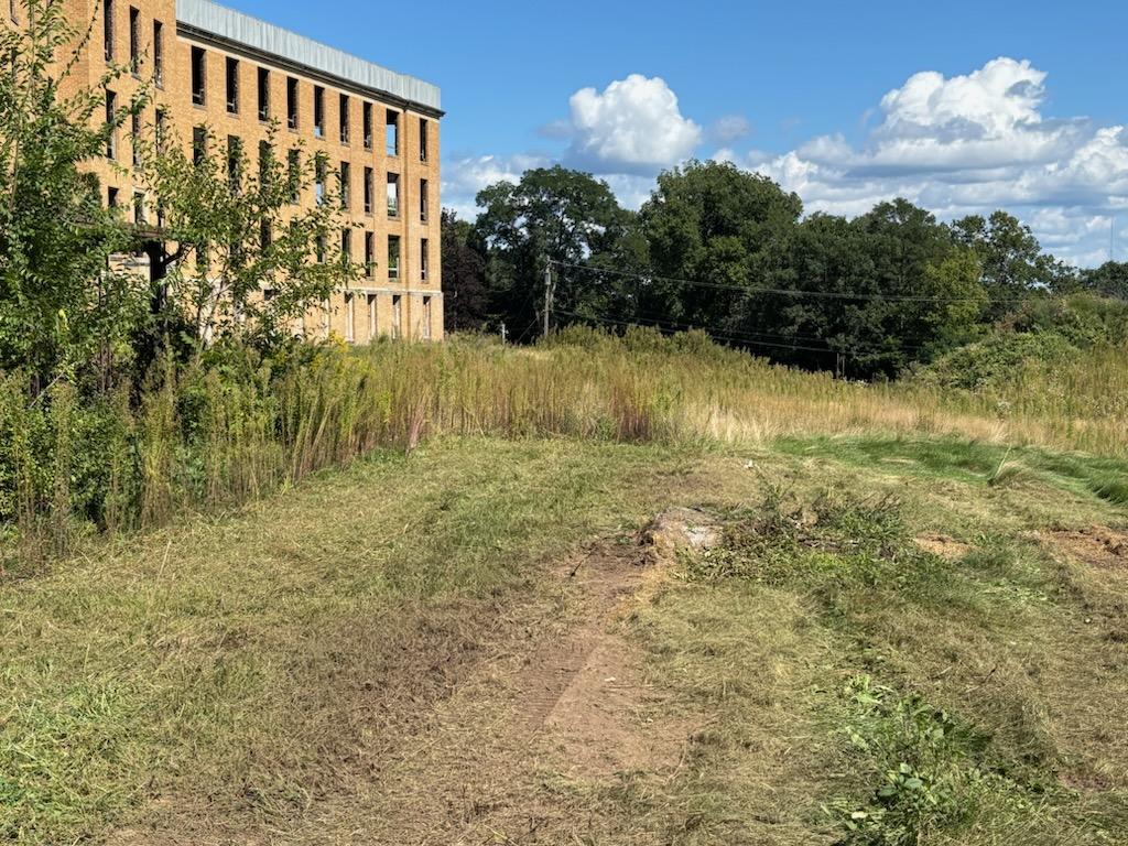 There were so many invasive weeds and so much overgrowth before we began.