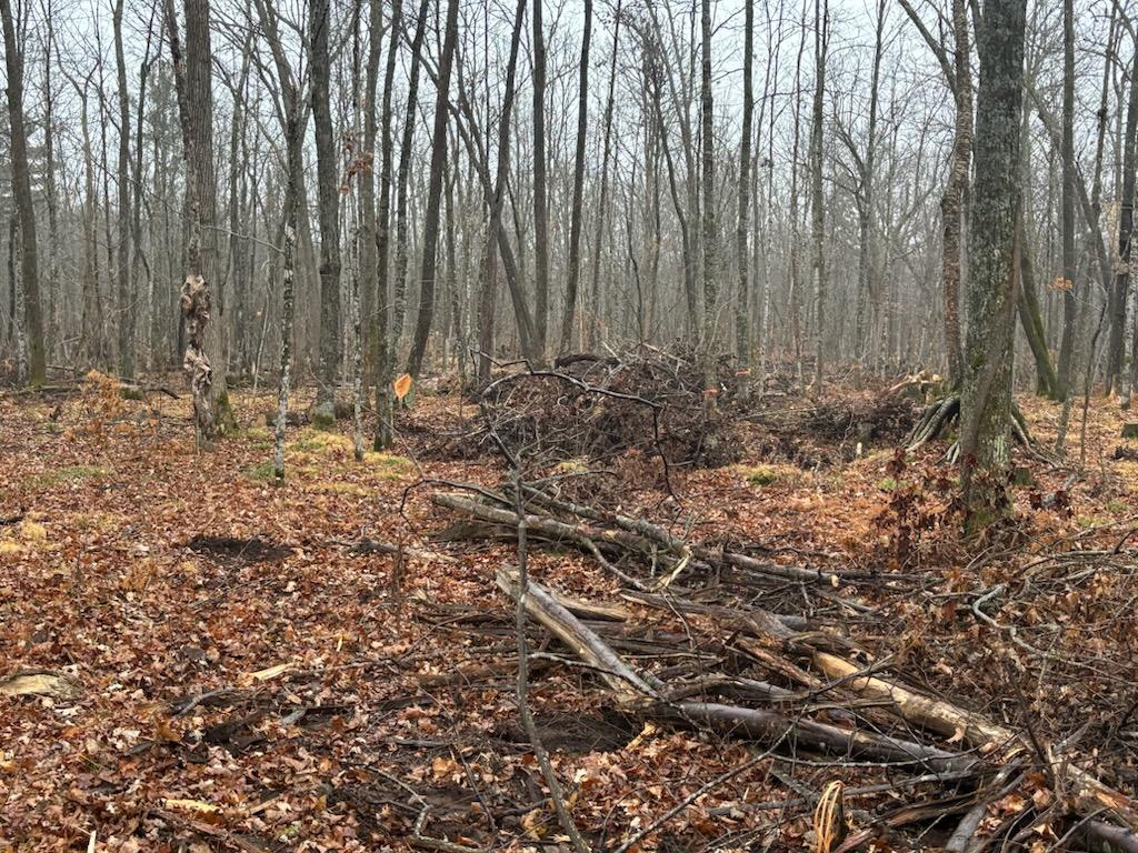 The recently logged area when we first arrived to the job site.