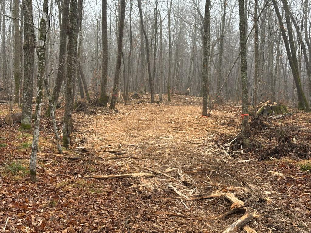 After clearing and mulching the area - you can see the dramatic difference our work has made.