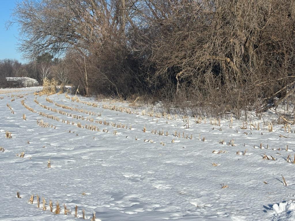 Here - you can see that there were several tree limbs leaning onto the field, and brush encroaching it's edges.